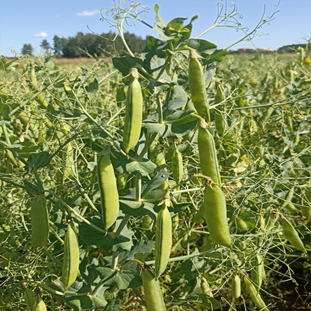 Горох посевной Белус
