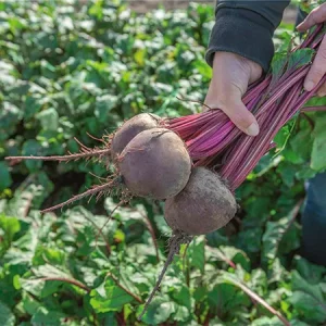 Свекла столовая БЕТТОЛЛО