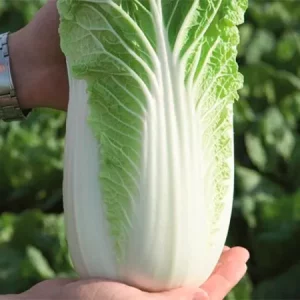 Капуста пекинская БИЛКО