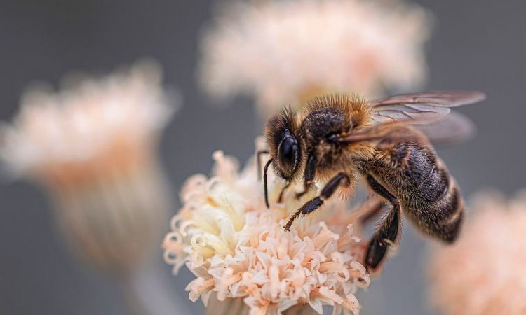 Биопестицидная альтернатива для уничтожения вредителей без вреда для пчел