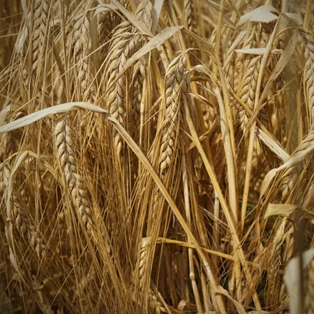 Ячмень яровой БИЗНЕС®