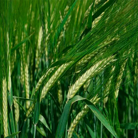 Ячмень яровой БЛОГЕР