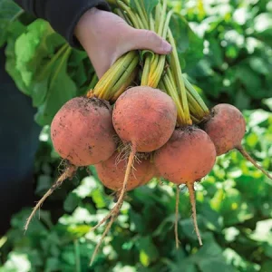 Свекла столовая БОЛДОР