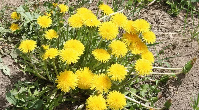 Борьба с одуванчиком на сенокосах и пастбищах