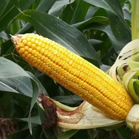 Кукуруза Бурбон
