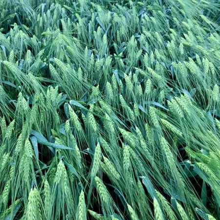 Ячмень озимый БУСЛИК®