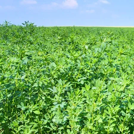 Люцерна посевная Цельсиус