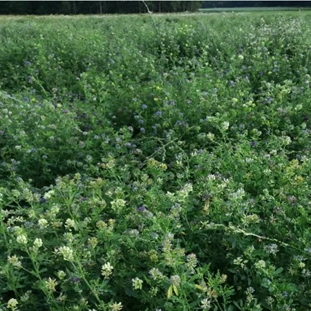 ЛЮЦЕРНА ИЗМЕНЧИВАЯ ЧЕКРИТА