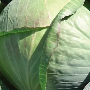 Капуста белокочанная СИКЛОН