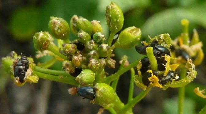 Особенности применения инсектицидов в посевах озимого рапса в период весенней вегетации