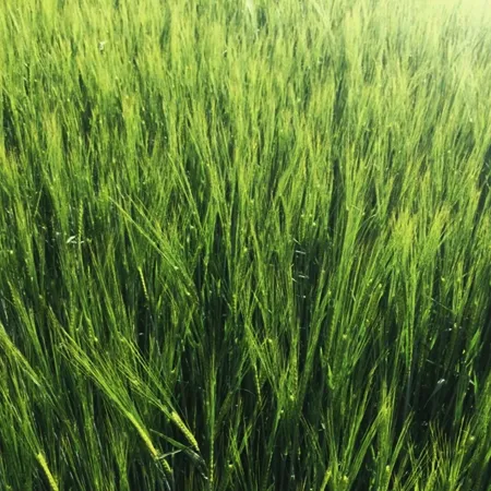 Ячмень яровой ДЕЛЕГАТ