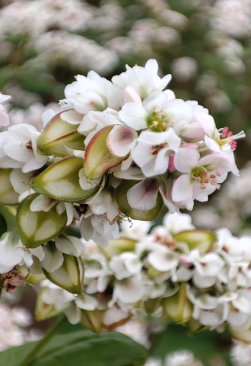 Гречиха посевная ДЕЛИВА®