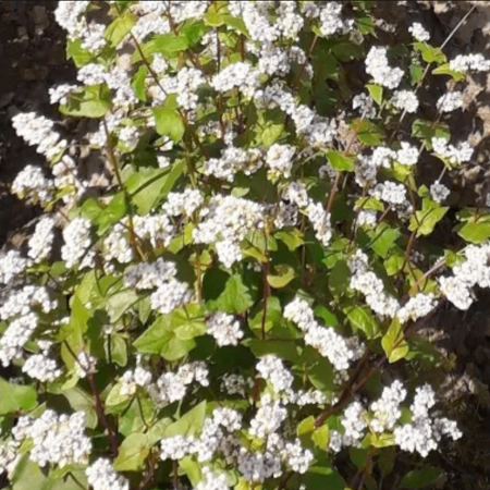 Гречиха посевная ДЕЛИВА®