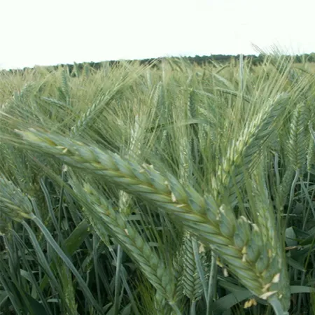 Тритикале яровая ДЕЛО®