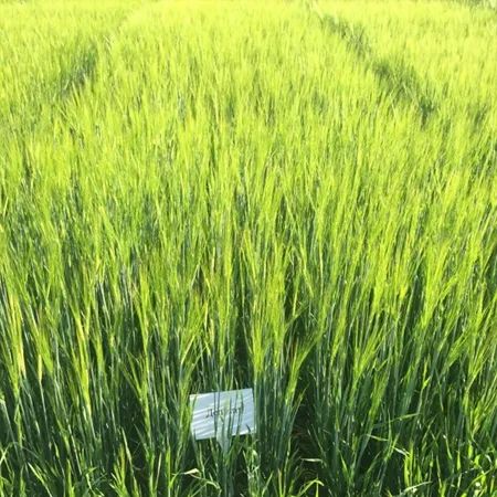 Ячмень яровой ДЕПУТАТ