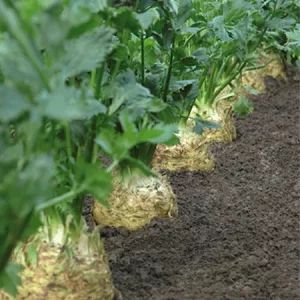 Сельдерей ДИАМАНТ