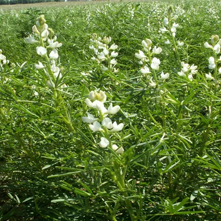 Люпин узколистный ДИМЬЯН®