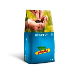 Рапс озимый ДК СЕФОР