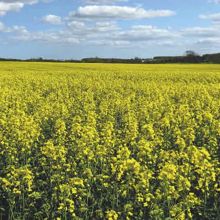 Рапс озимый ДНЕПР®