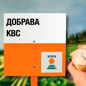 Свекла сахарная ДОБРАВА КВС