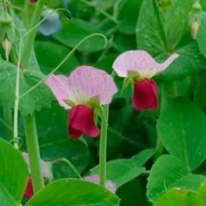 Горох полевой (Пелюшка) ДОЛОРЕС