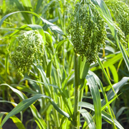 Просо обыкновенное ДОЖ®