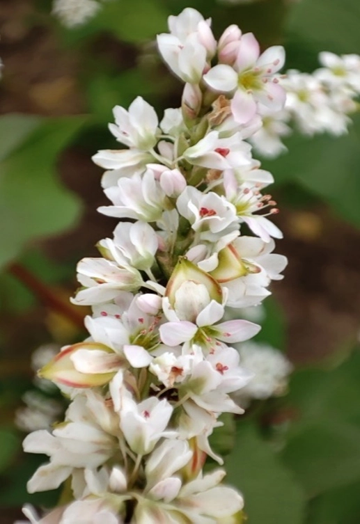 Гречиха посевная ДЗЕЯ