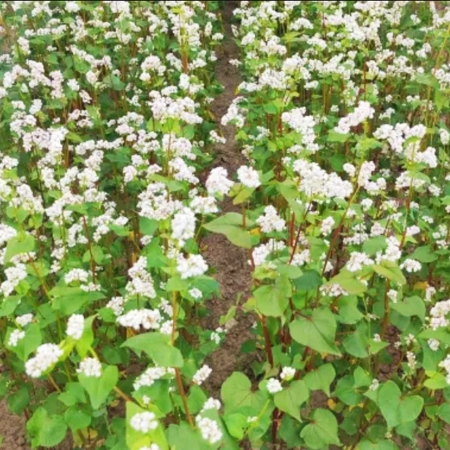 Гречиха посевная ДЗЕЯ