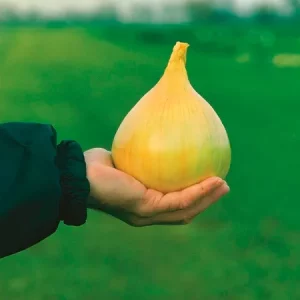 Лук репчатый ЭКСИБИШЕН