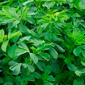 Люцерна посевная ЕКСКВИЗ