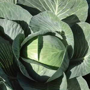 Капуста белокочанная ЭКСПЕКТ