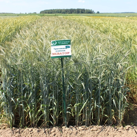 Тритикале озимая ЭКВАТОР