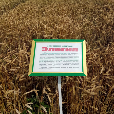 Пшеница озимая ЭЛЕГИЯ®