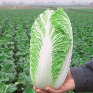 Капуста пекинская ЭМИКО