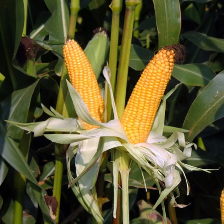 Кукуруза ЕС Субмарин