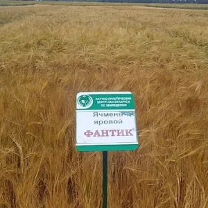 Ячмень яровой ФАНТИК