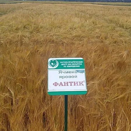 Ячмень яровой ФАНТИК