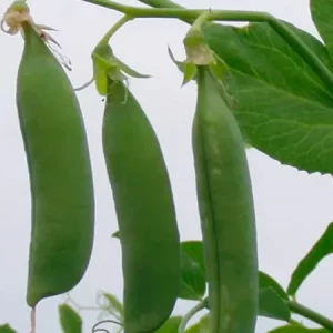 Горох овощной ФАВОРИТ