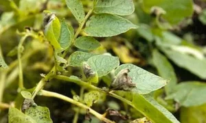 Защита картофеля от фитофтороза в условиях 2025 г.