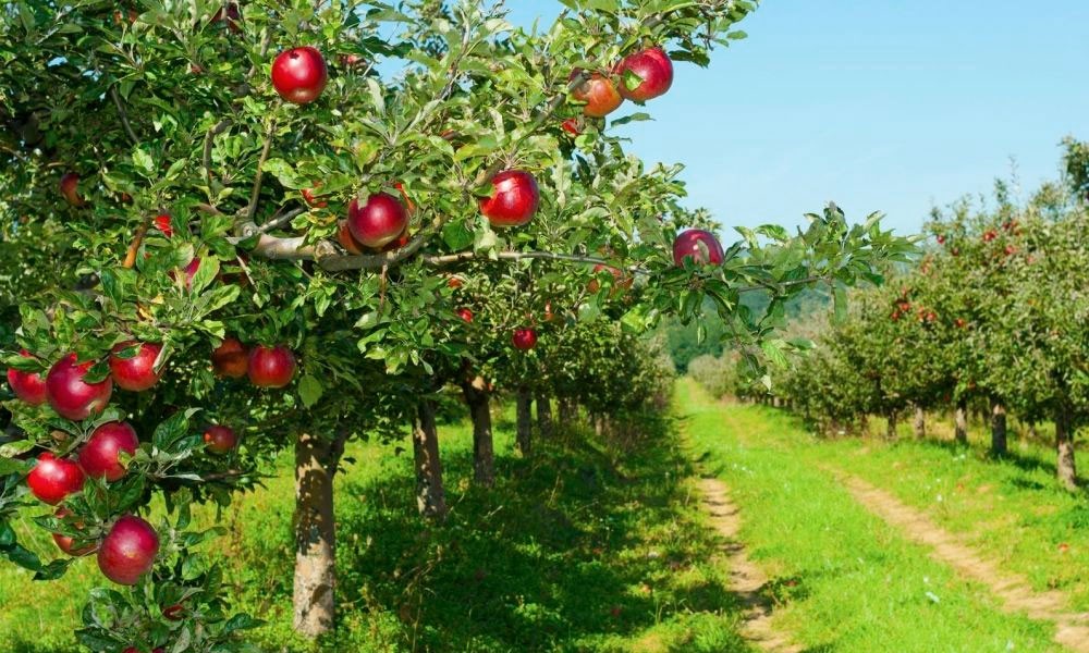 Контроль роста яблонь в интенсивном саду