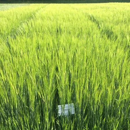 Ячмень яровой ФУНТИК