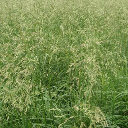 Фестулолиум ГАЛУБОЎСКI