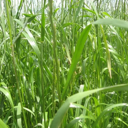 РАЙГРАС ПАСТБИЩНЫЙ ГАСПАДАР