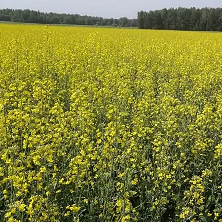 Рапс яровой ГЕЛИУС