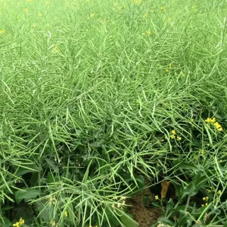 Рапс яровой ГЕРЦОГ®