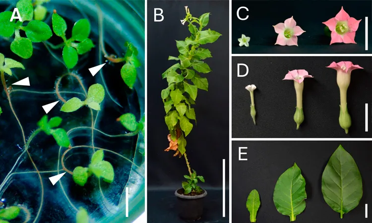 Гибриды растений