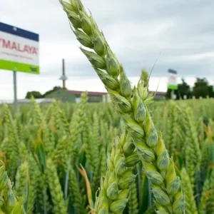 Пшеница мягкая озимая ГИМАЛАЯ