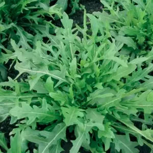 Руккола ГРАЦИЯ