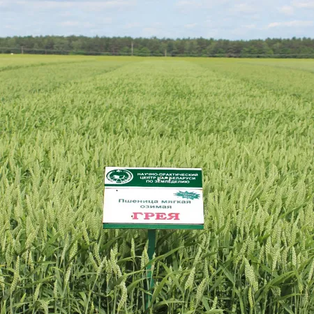 Пшеница озимая ГРЕЯ