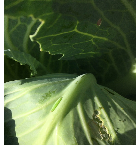 Гусеница капустной моли и характерное повреждение кочанного листа в результате питания фитофага
